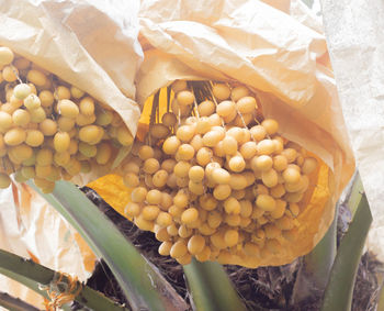 High angle view of fresh vegetables in container