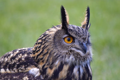 Close-up of owl