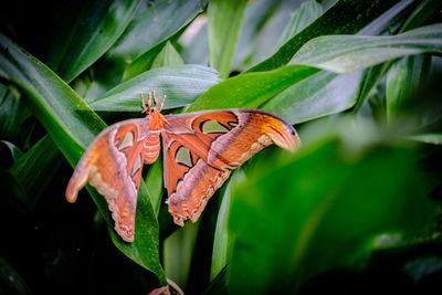 Close-up of butterfly on plant