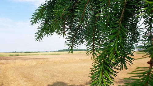 Pine tree on field against sky