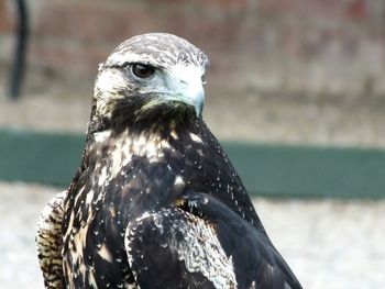Close-up of a bird