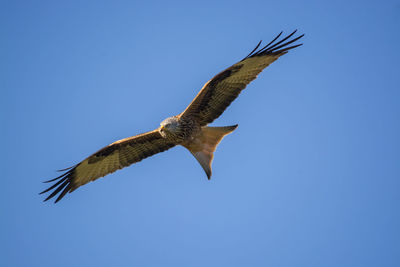 Low angle view of eagle flying in sky