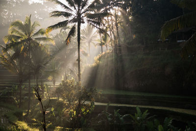 Scenic view of palm trees in forest