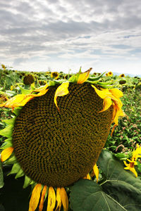 Close-up of sunflower