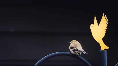 Close-up of bird