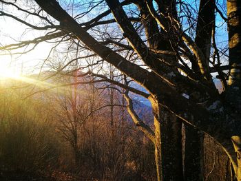 Bare tree by lake against sky during winter