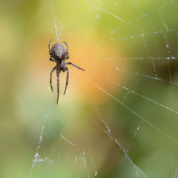 Close-up of spider on web