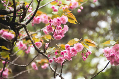 Close-up of pink cherry blossom