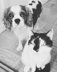 Portrait of dog sitting