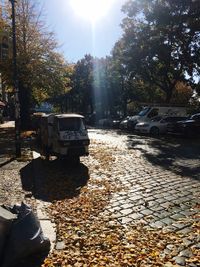 Autumn leaves on street in city