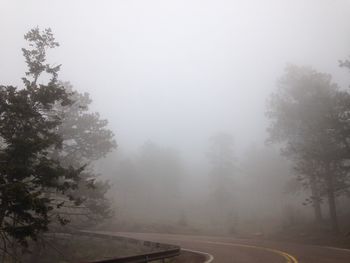 Road passing through forest