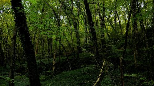 Trees in forest