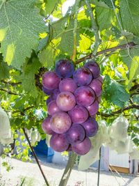 Close-up of grapes in vineyard