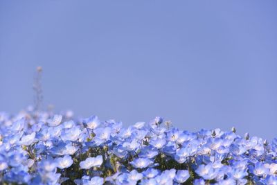 Close-up of purple hydrangea flowers against clear blue sky