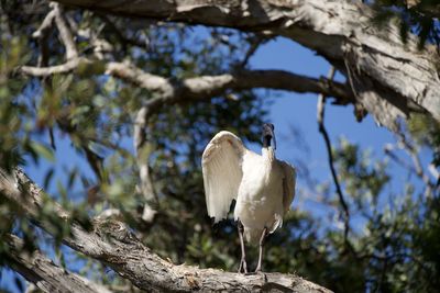 Low angle view of bird perching on branch