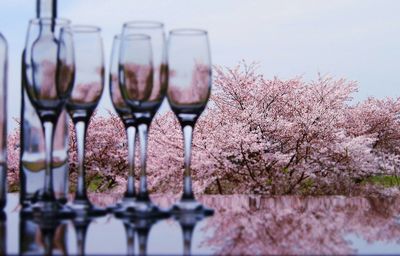 Empty champagne flutes and cherry blossom