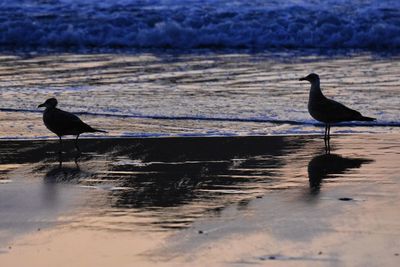 Bird perching on a beach