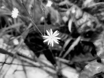 Close-up of flower growing outdoors