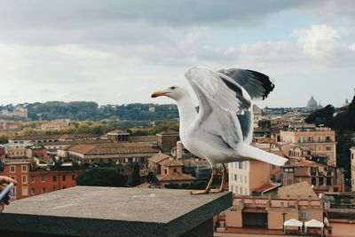 Close-up of seagull perching on retaining wall