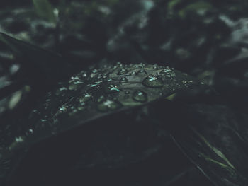 Close-up of raindrops on leaf