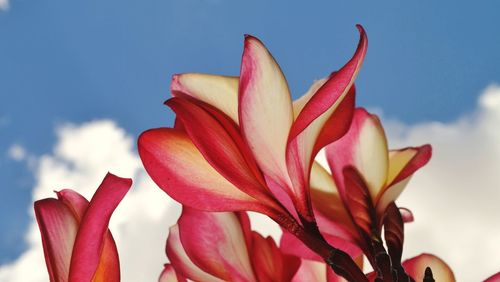 Close-up of pink flowering plant against sky