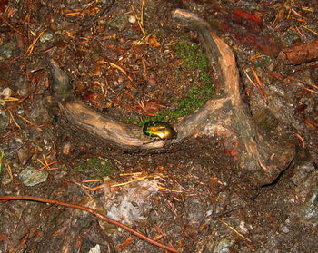 Stream in forest