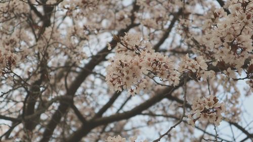 Low angle view of apple blossoms in spring