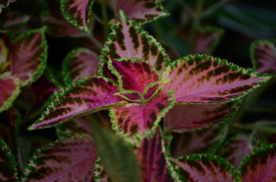 Close-up of pink leaves on plant during autumn