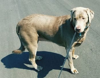 Close-up of silver labrador standing on road