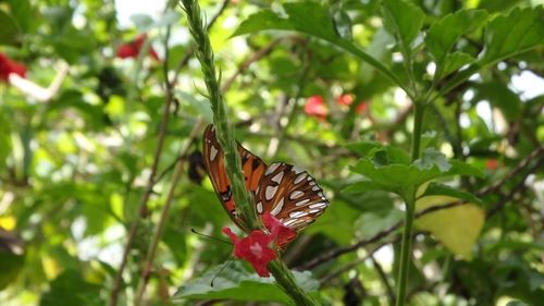 Close-up of butterfly perching on plant