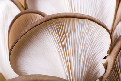 Close-up of mushrooms in bowl