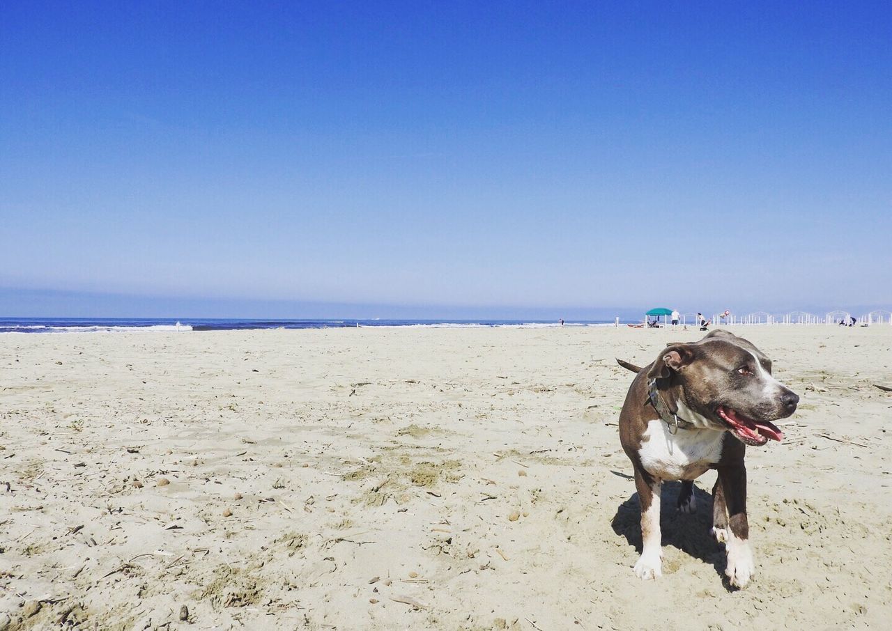 dog, pets, domestic animals, beach, sea, one animal, animal themes, clear sky, mammal, horizon over water, water, nature, sand, outdoors, scenics, beauty in nature, day, no people, sky