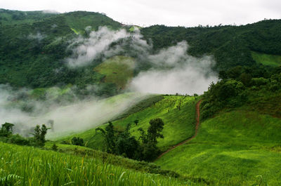 Scenic view of trees on field against sky