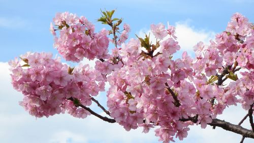 Low angle view of pink flowers blooming in park