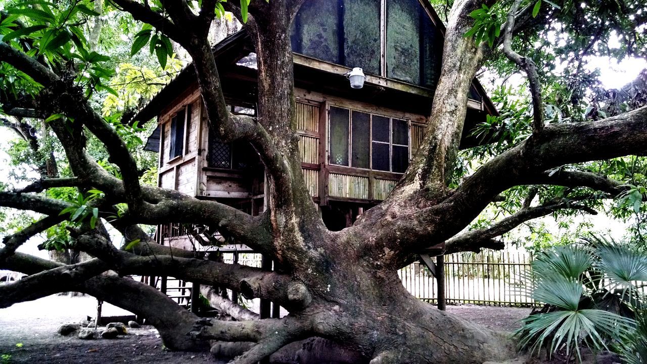 tree, building exterior, architecture, built structure, branch, tree trunk, growth, house, window, residential structure, residential building, day, low angle view, no people, outdoors, old, bare tree, nature, sunlight, abandoned