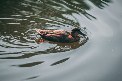 High angle view of duck in lake