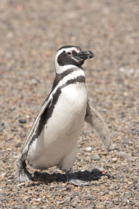 Close-up of penguin on land