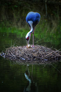 Bird perching on a lake