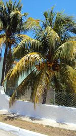 Palm trees against sky