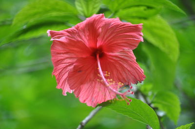 Close-up of pink hibiscus flower