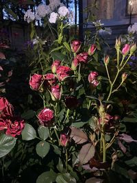 Close-up of pink flowering plants