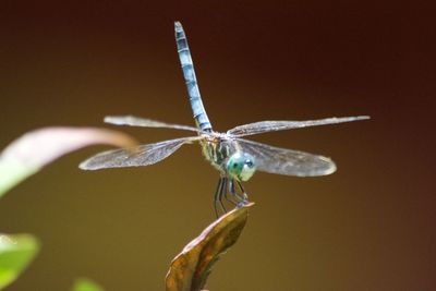 Close-up of dragonfly