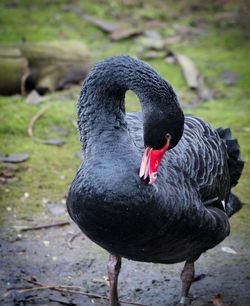 Close-up of black swan