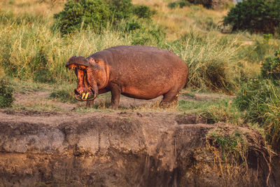 Hippopotamus standing on field