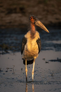 Close-up of bird