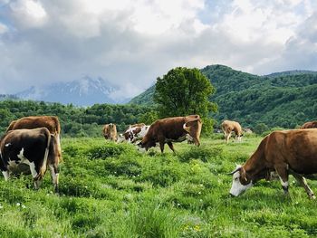 Cows grazing in a field