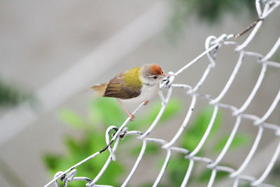 Close-up of bird perching on a fence