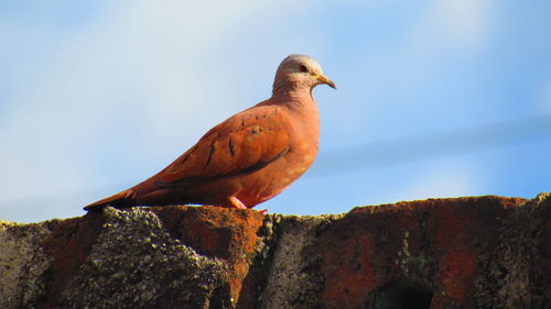 Bird perching on rock