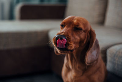 Dog lying on sofa at home