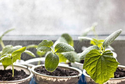 Vegetable sprouts.growing and watering young seedlings of cucumbers in cups.